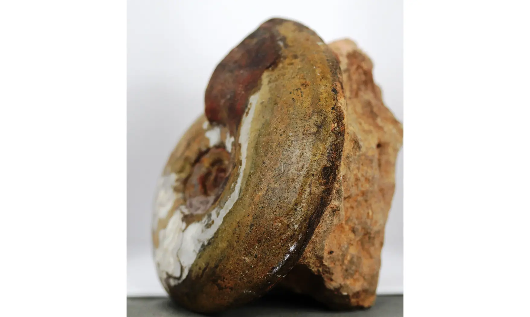 Extropharciceras librum