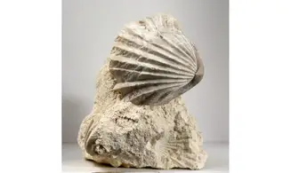 Burmirhynchia decorata