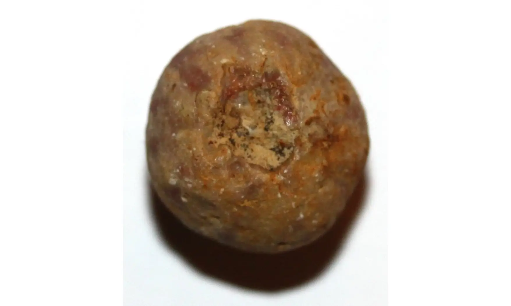 MONOBRACHIOCRINUS FICIFORMIS