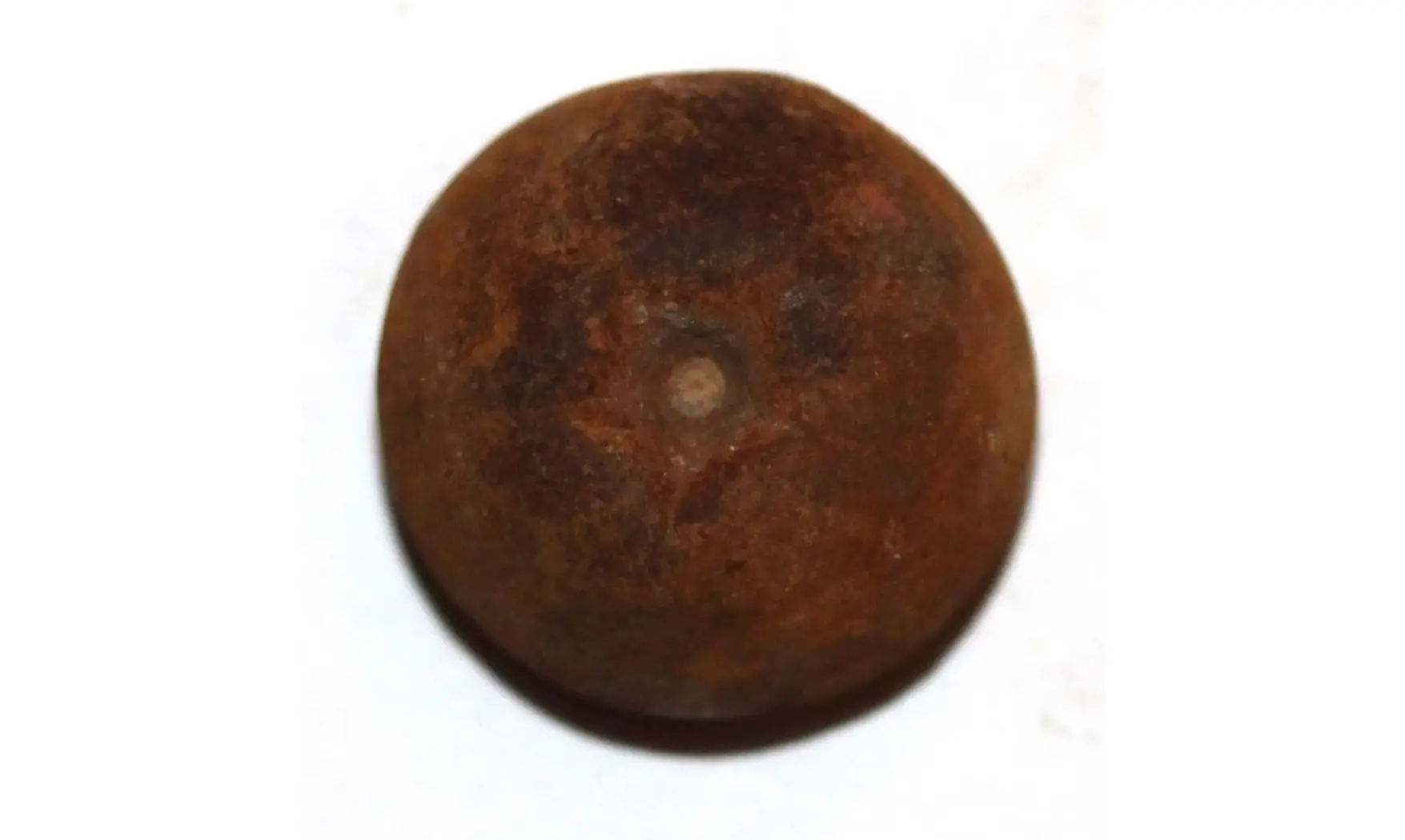 NEREOCRINUS ANTIQUUS