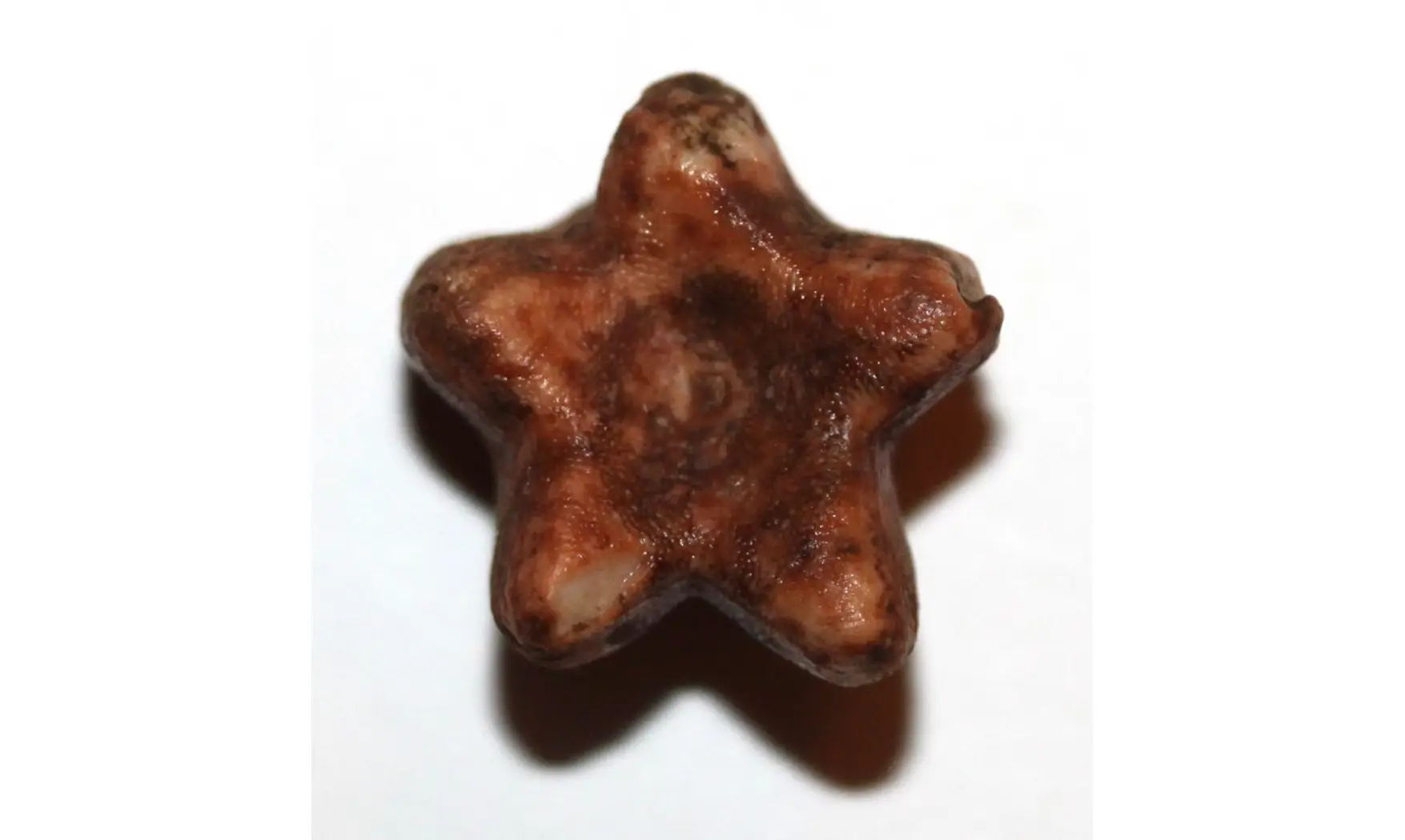 TIMOROBLASTUS CORONATUS