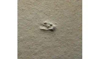 Fossil insect non det