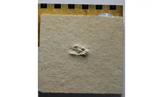 Fossil insect non det