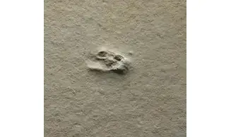 Fossil insect non det