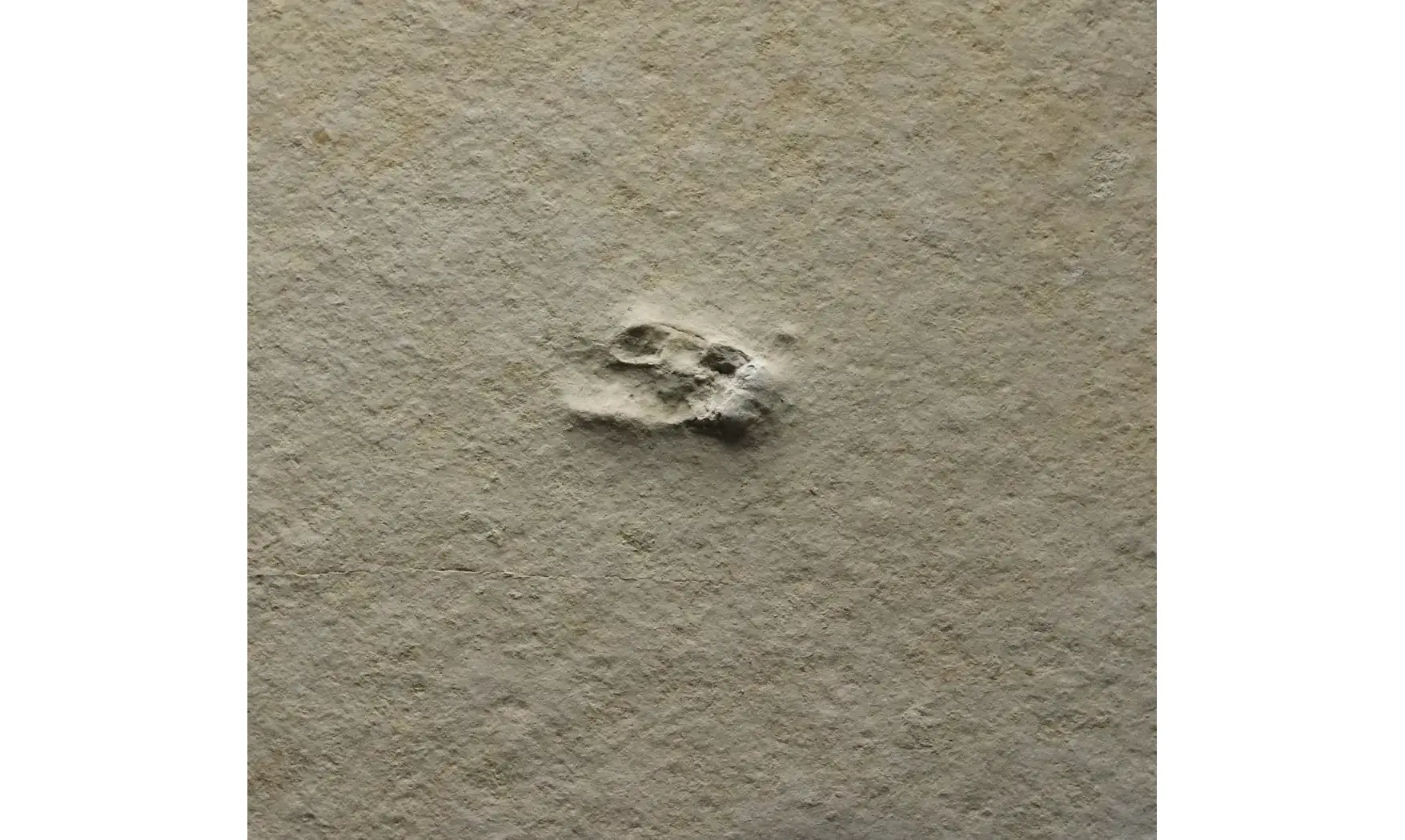 Fossil insect non det