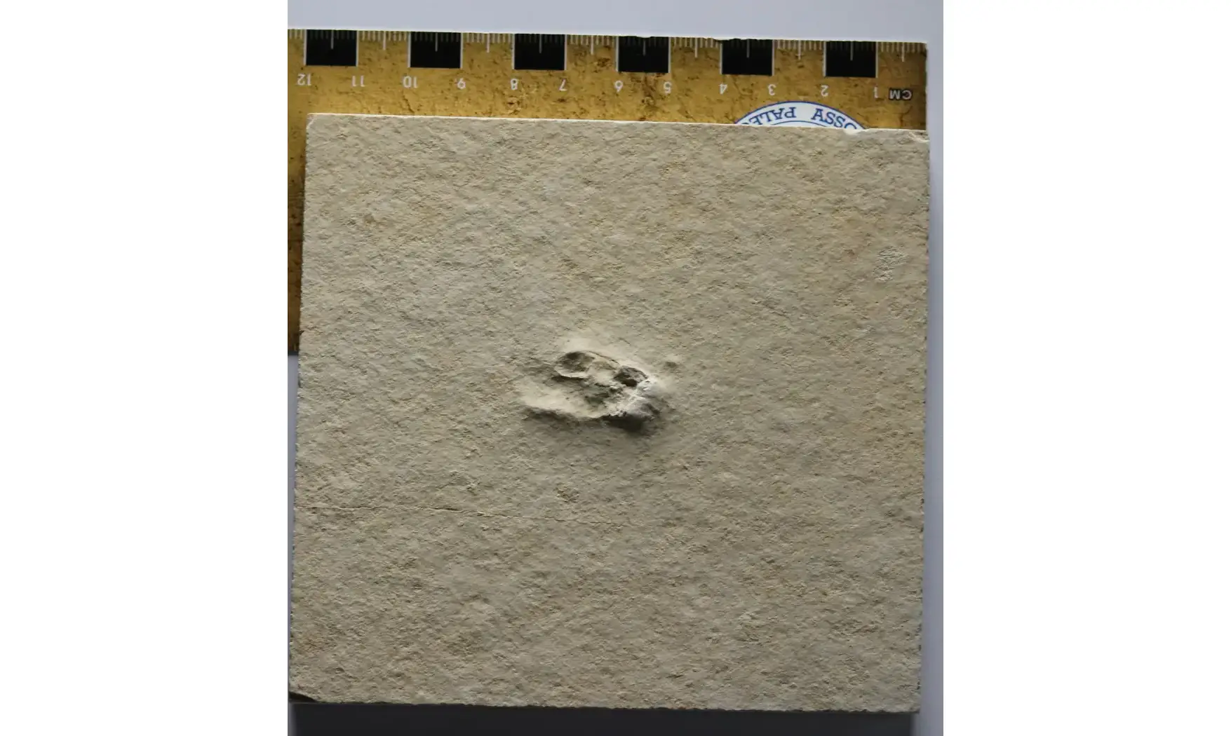 Fossil insect non det