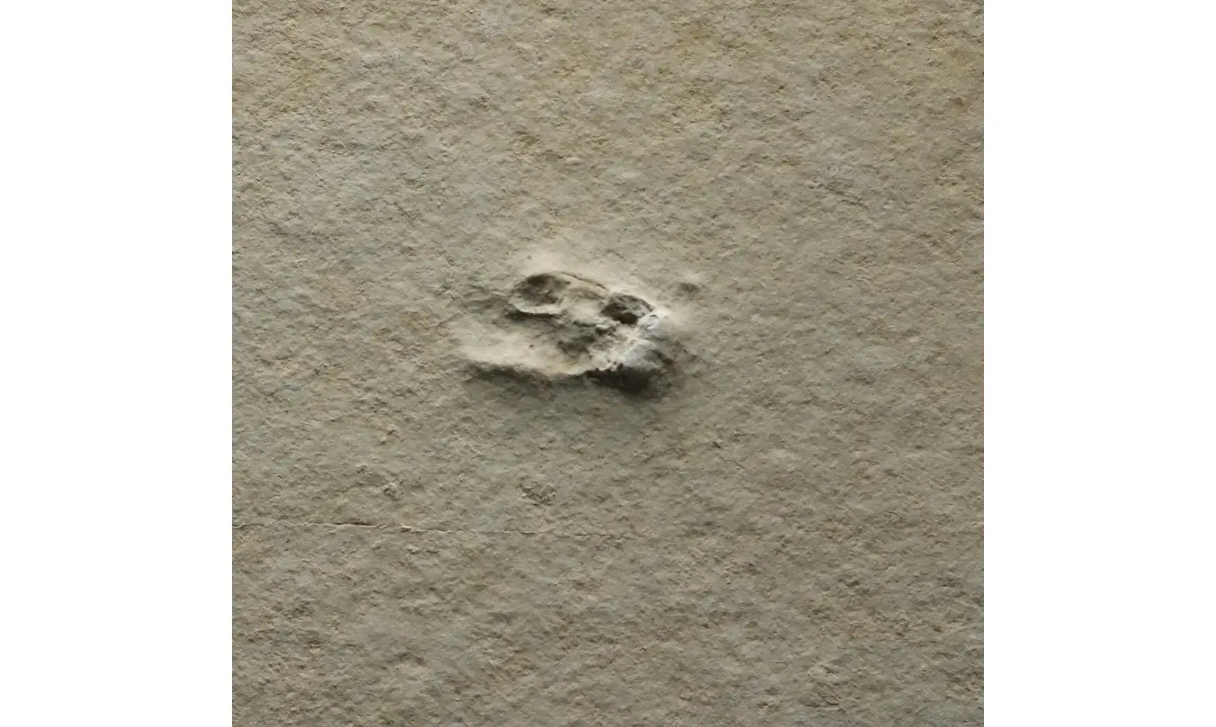 Fossil insect non det
