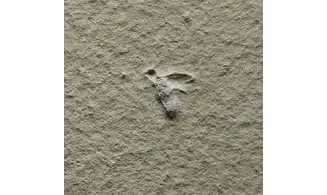 Fossil insect non det