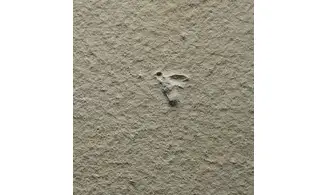 Fossil insect non det