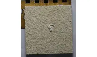 Fossil insect non det