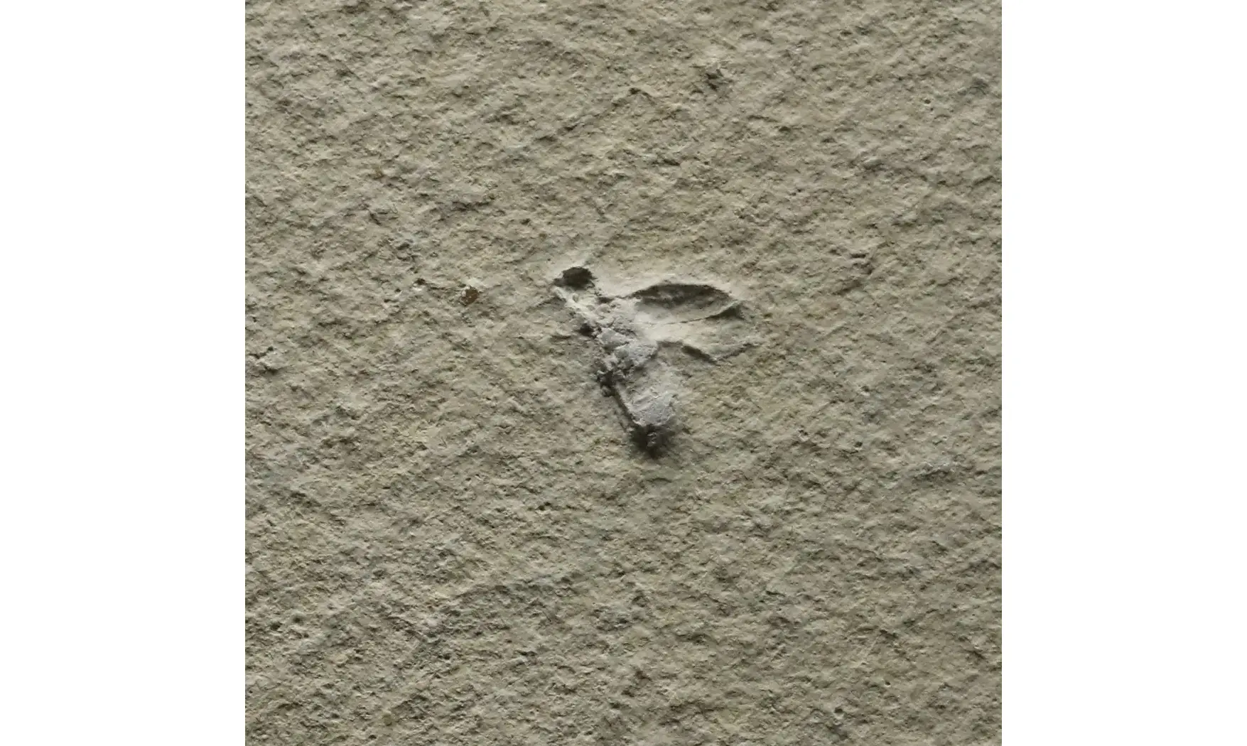 Fossil insect non det
