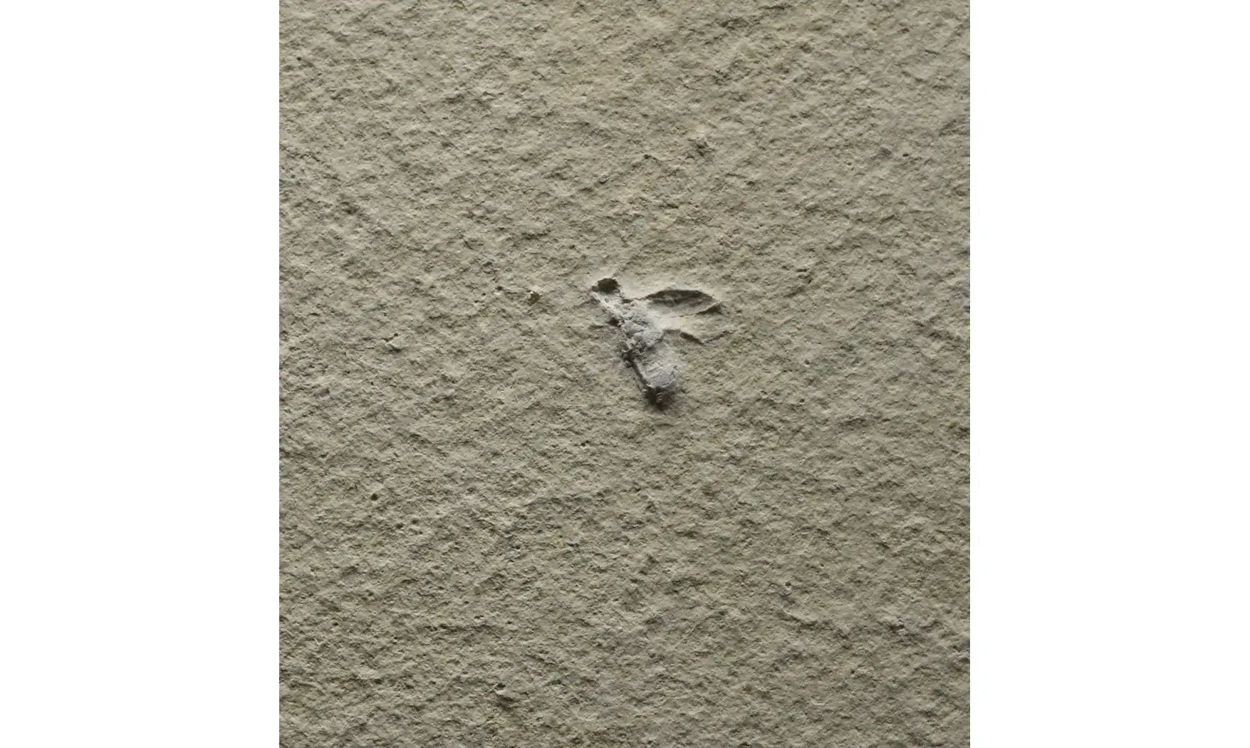 Fossil insect non det