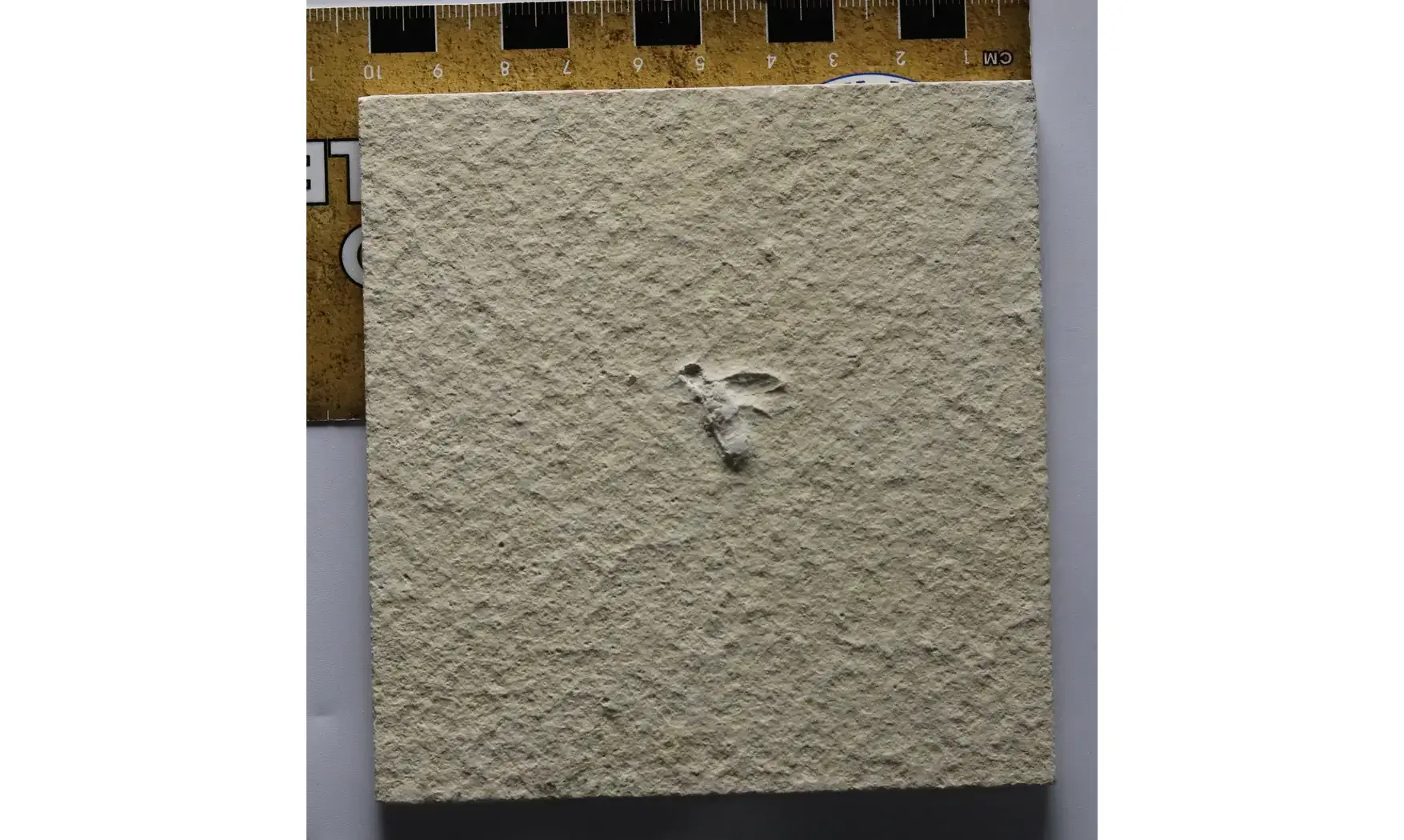 Fossil insect non det