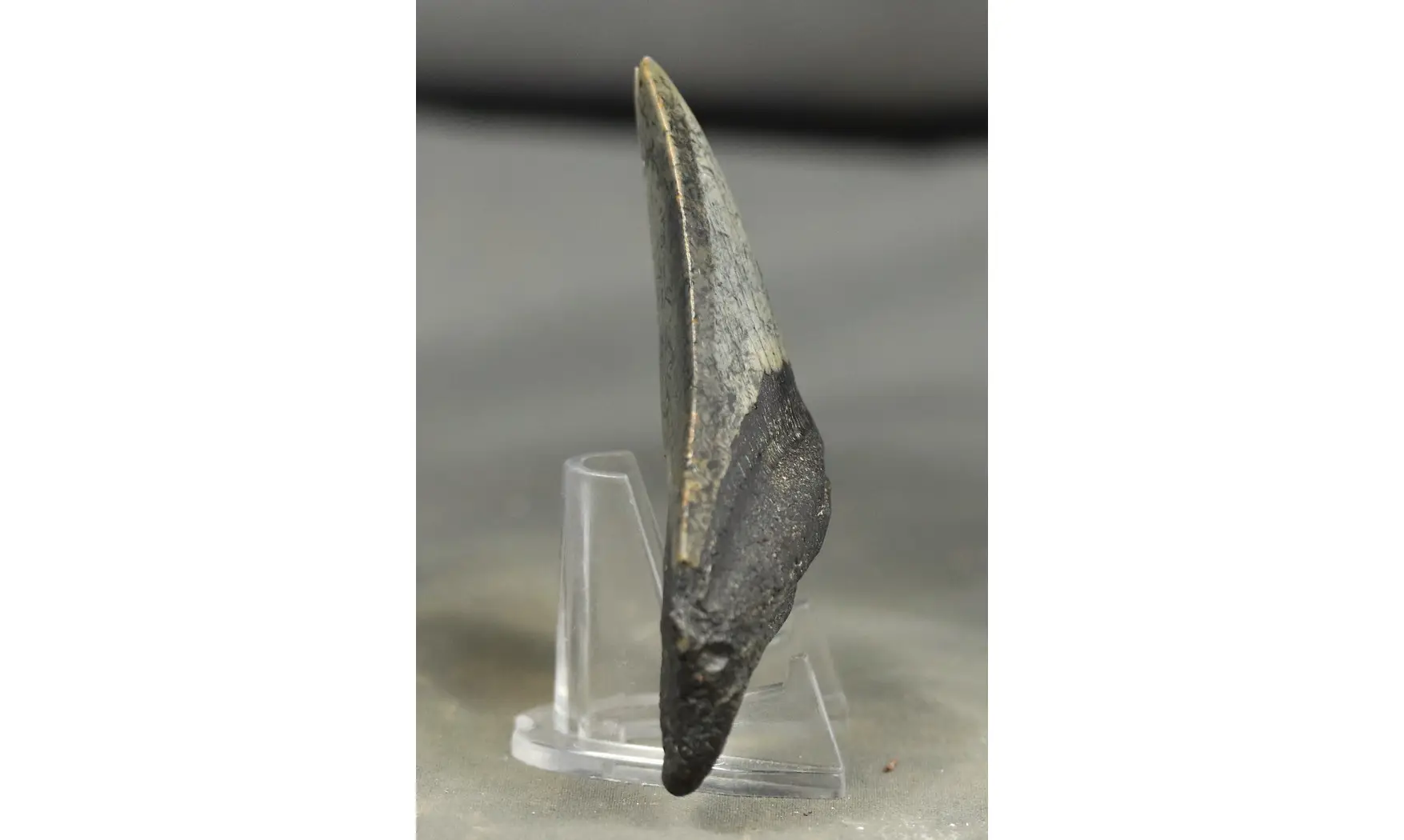 Carcharodon megalodon