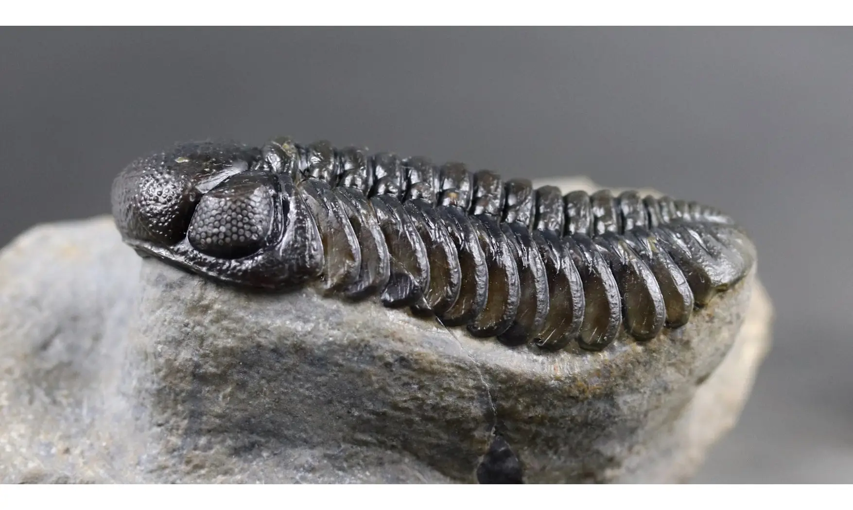 Barrandeops ovatus