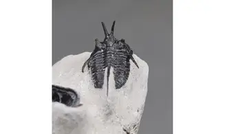 Cyphaspis walteri