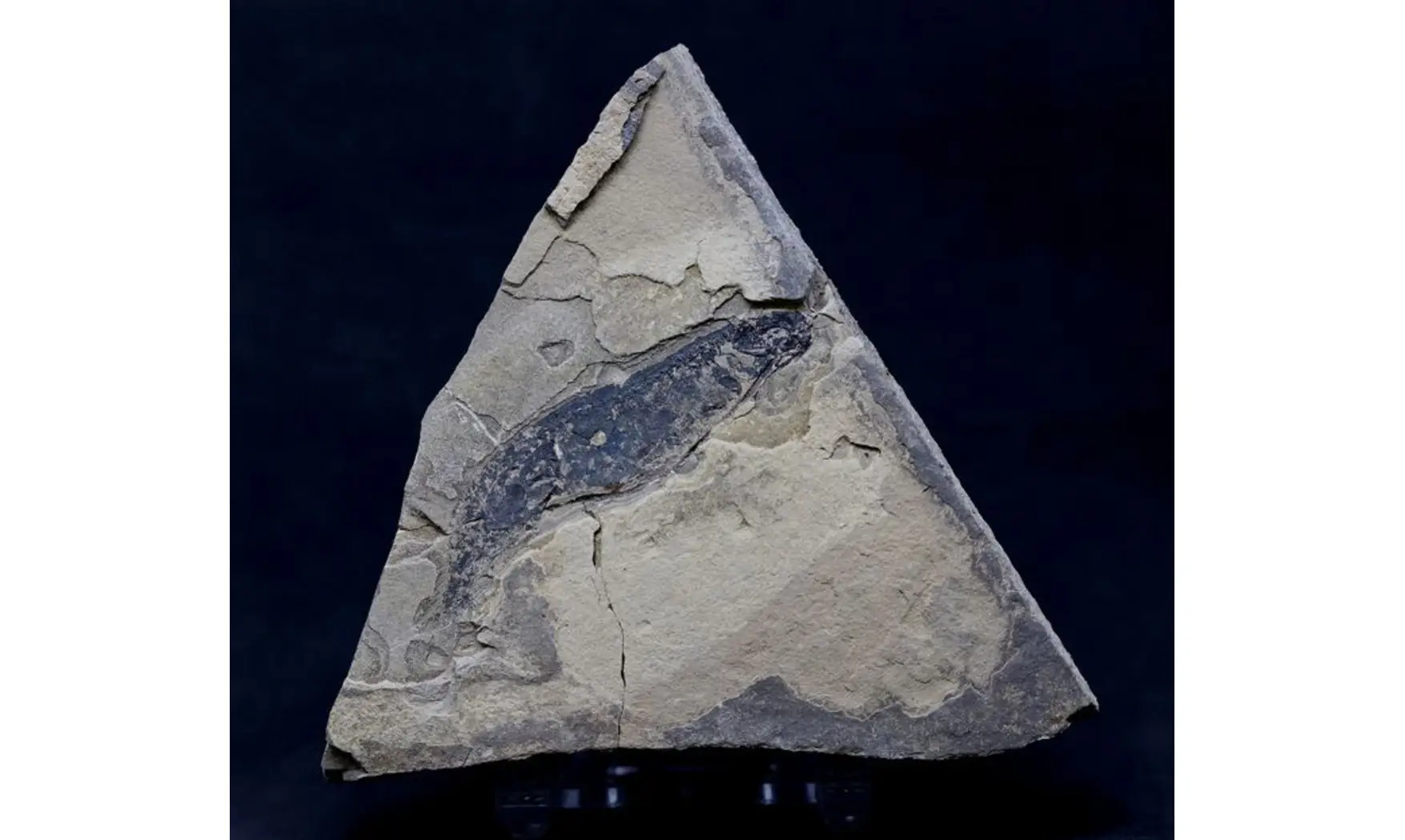 BRANCHIOSAURUS PETROLEI