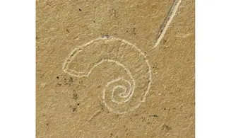 Epipenaeus + Allocrioceras