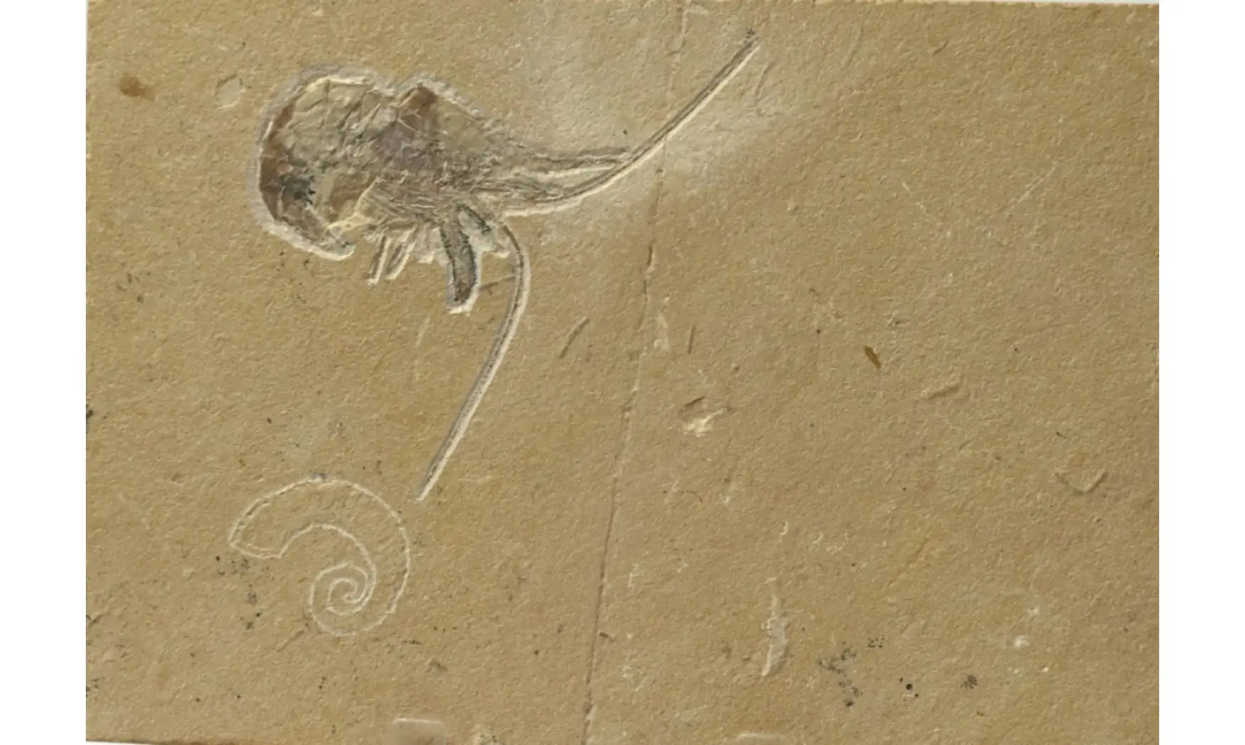 Epipenaeus + Allocrioceras