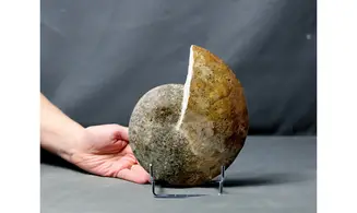 rare Radstockiceras buvigneri