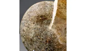 rare Radstockiceras buvigneri