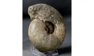 Thomasites gongilensis