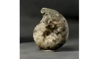 Vascoceras globosum