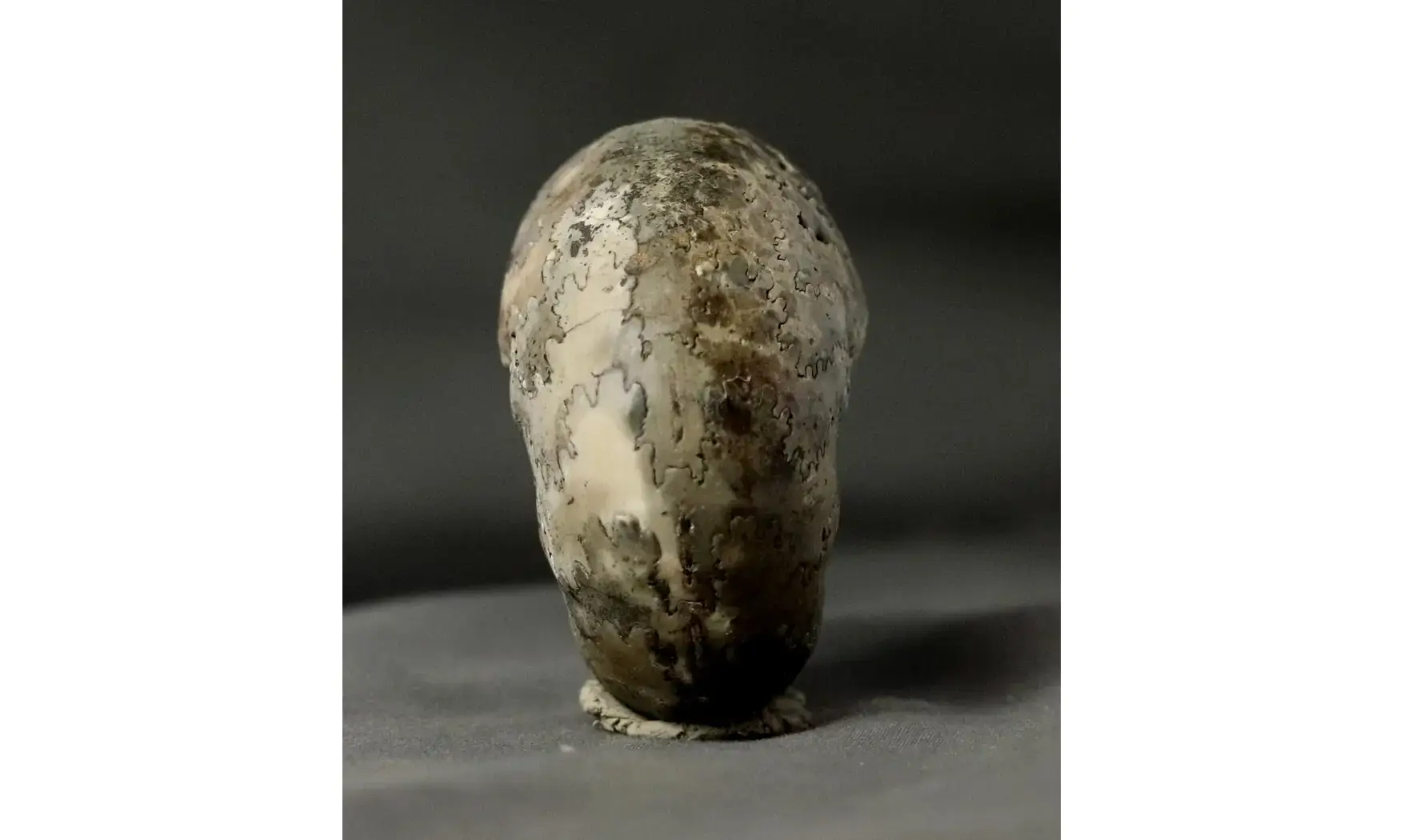 Vascoceras globosum